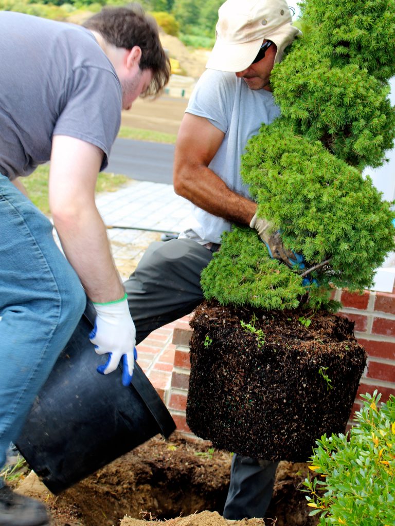 James and Nick planting a shrub